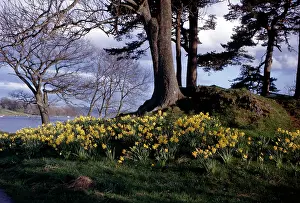 Windermere: Daffodils on a bank by Lake Windermere