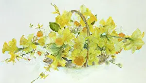 Gwinner: Daffodils ? in a basket