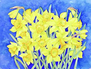 Coulson: Daffodils on blue background