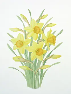 Mclaughlin: Daffodils ? a clump of yellow daffodils
