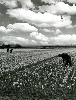 Copious: Daffodils in fields at Hale, Lancashire