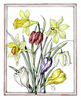 Crocuses: Daffodils, fritillaries and crocuses