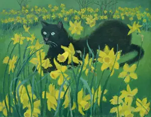 Mackay: Daffodils and Good Luck – Black Cat