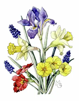 Hyacinths: Daffodils, Hyacinths, Iris and Polyanthus