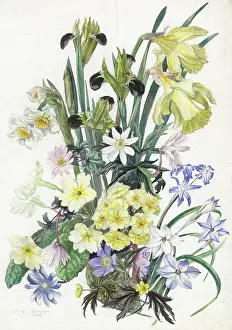 Maclagan: Daffodils, Iris, Primroses etc