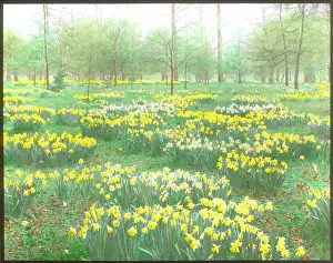 Daffodil: Daffodils at Kew Gardens