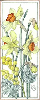 Mimosa: Daffodils and Mimosa