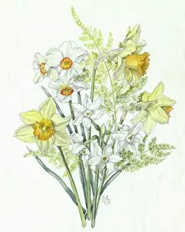 Narcissi: Daffodils and Narcissi with Fern
