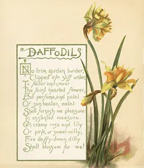 Prang: Daffodils, Narcissus pseudonarcissus
