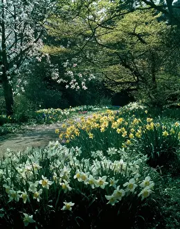 Scowen: Daffodils at Nymans