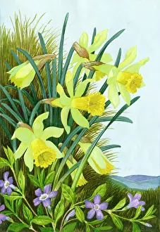 Periwinkle: Daffodils and Periwinkle