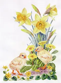 Celandine: Daffodils, Polyanthus, Celandine and two baby chicks