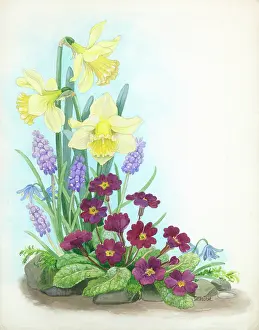 Hyacinths: Daffodils, primroses, hyacinths and scillas