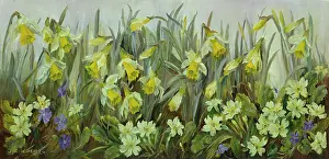 Periwinkles: Daffodils, primroses and periwinkles
