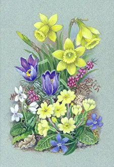 Periwinkle: Daffodils, primroses, violets etc