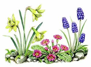 Hyacinths: Daffodils, Primula and Grape Hyacinths