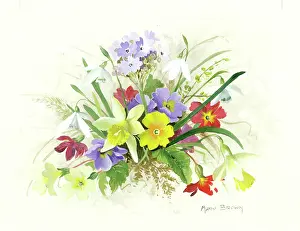 Primulas: Daffodils, Primulas, Snowdrops etc