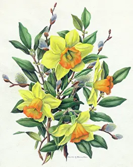 Pussy: Daffodils and Pussy Willow