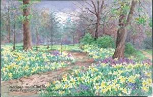 Honesty: Daffodils round the The Mound (Honesty and Lungwort) - Kew
