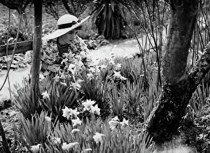 Profusion: Daffodils in Spring