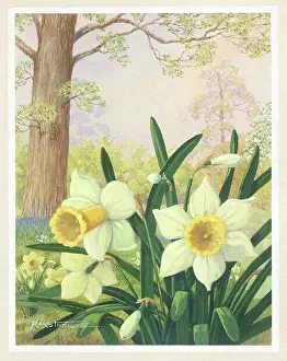 Bluebells: Daffodils with tree and bluebells