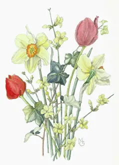 Jasmine: Daffodils, Tulips and Winter Jasmine