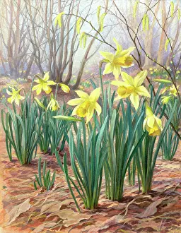 Forestier: Daffodils - in woodland with catkins
