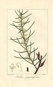 Bessa: Dagger hakea, Hakea teretifolia