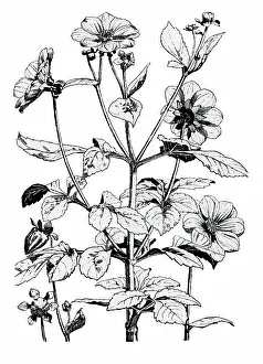 Lilley: Dahlia