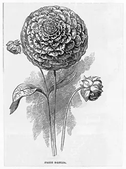 Dahlia: DAHLIA