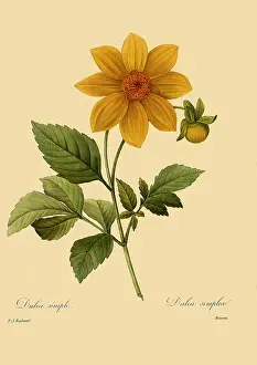 Dahlias: Dahlia