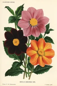 Coccinea: Dahlia coccinea varieties