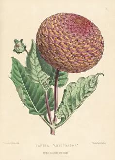 Keynes: Dahlia hybrid Arbitrator