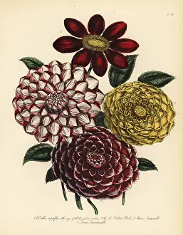 Variable: Dahlia varieties