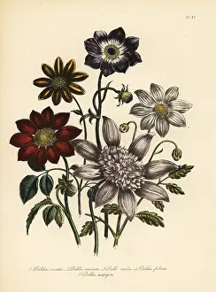 Humphreys: Dahlia varieties