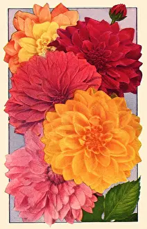Packets: Five Dahlias