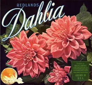Blossoming: Dahlias Fruit Label