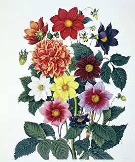 Asterales: Dahlias sp