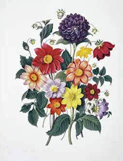 Asterales: Dahlias sp