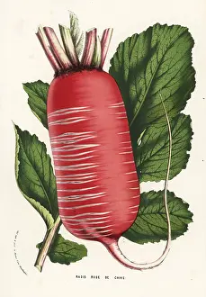 Radish: Daikon or Chinese radish, Raphanus sativus