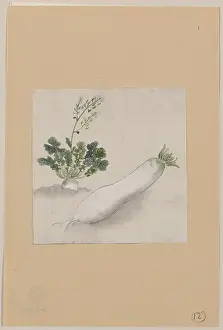 Radish: Daikon radish with plant growing in the background