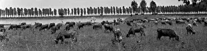 Dairy: Dairy cattle, 1972