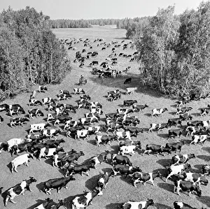 Tatar: Dairy cattle, 1975