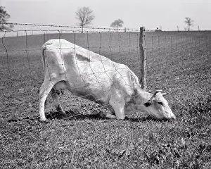 Greener: Dairy Cow Bending Kneeling Head Stretched Underneath