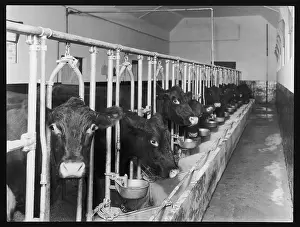 Poke: DAIRY COWS/FEEDING TIME