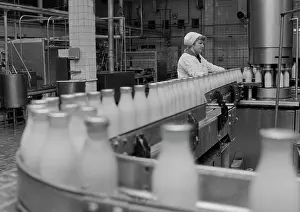 Filling: Dairy Factory