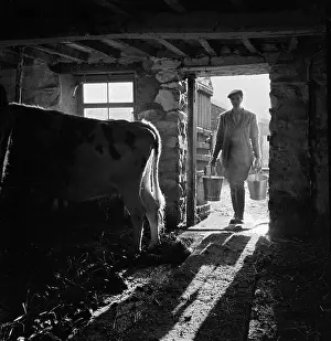 Milked: Dairy Farm In Cumbria