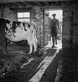 Borrowdale: Dairy Farm In Cumbria