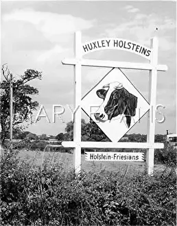 Friesian: DAIRY FARM SIGN