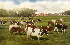 Calif: Dairy Ranch. Turlock